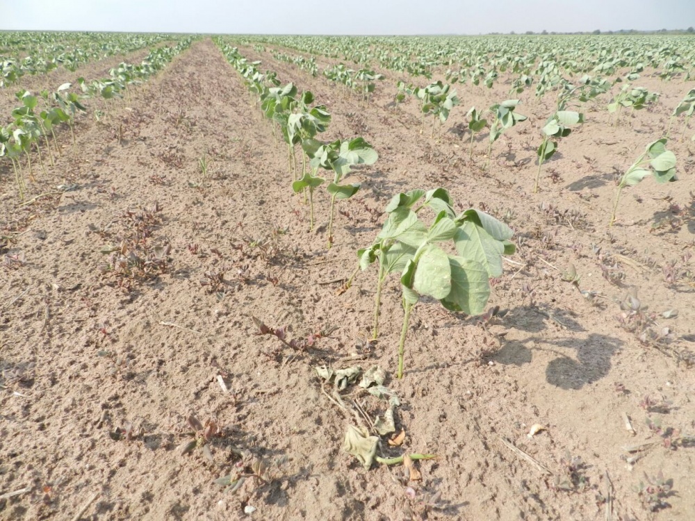 Clima murcha plantas em área de Sapezal (Oeste de Mato Grosso), principal região produtora e algodão do estado. | Fazenda Irma£os Scariote / Divulgaa§a£o