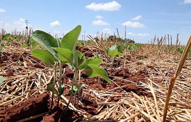 Palhada protege o solo e ameniza quadro de déficit hídrico. |