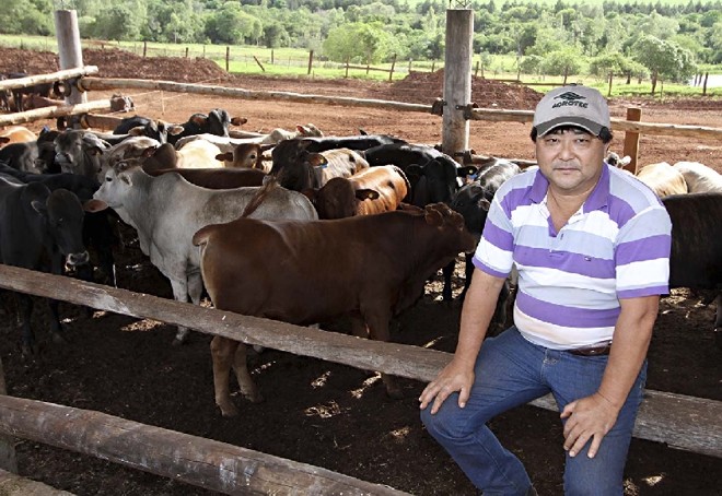 Koda Kozo complementa receita da agricultura com rebanho de novilhos precoces |