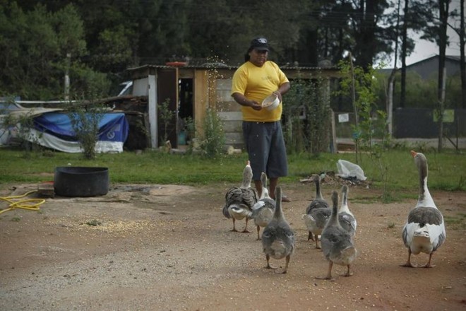 O cacique Carlos alimenta sua criação de gansos |