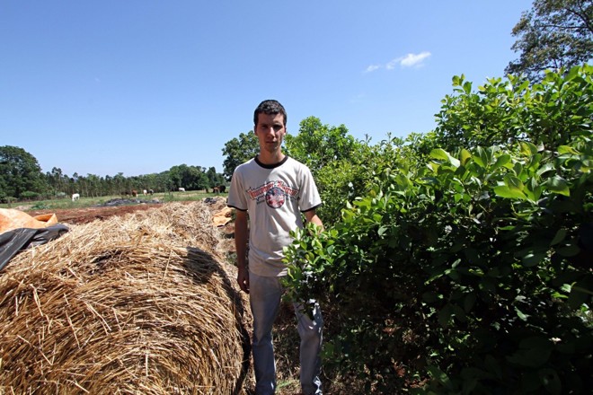A erva-mate oferece renda bruta dez vezes maior que a da soja em Bella Vista (Itapúa). A primeira colheita ocorre cinco anos após o plantio, mas depois desse prazo o custo se limita praticamente à limpeza da área e ao corte, conforme o produtor David Fischer. | 