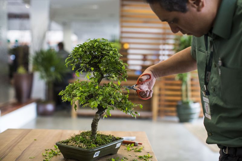 Antes de comprar o bonsai é preciso saber se as características da planta combinam com o local onde ela vai ficar | Fotos: Brunno Covello/Gtazeta do Povo