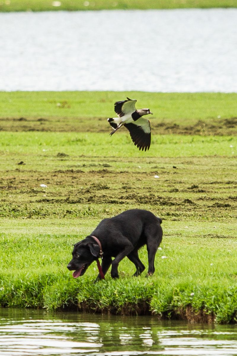 | Brunno Covello/Gazeta do Povo