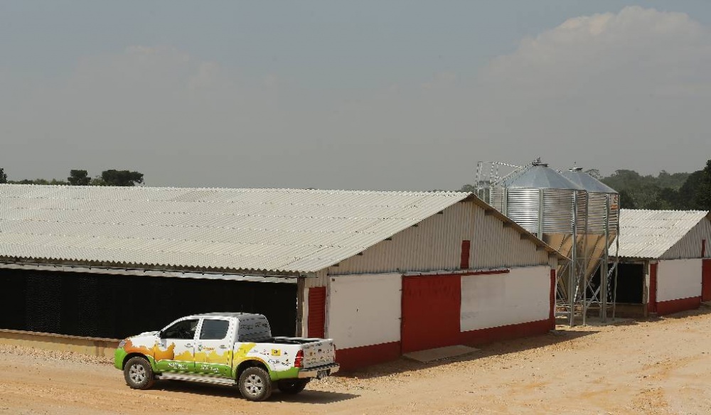Produtores de frango investem em aviários de alta tecnologia para ganhar competitividade. | Giuliano Gomes / Gazeta Do Povo