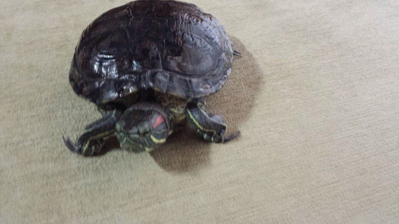 Junior, como foi batizada a tartaruga, estava há 12 anos na família | Arquivo Pessoal