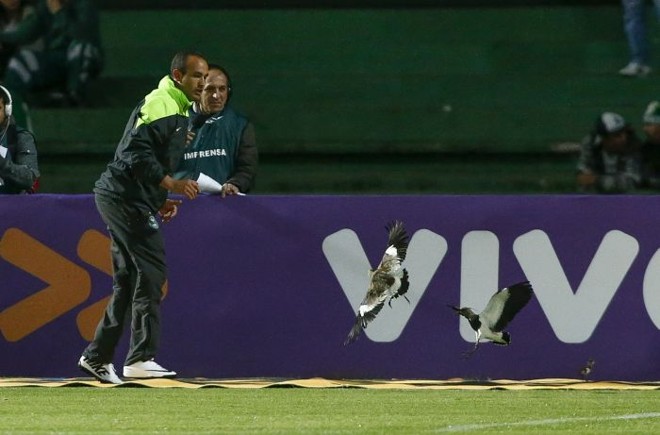 Funcionário do Coritiba é atacado por quero-quero antes do jogo com Botafogo | 
