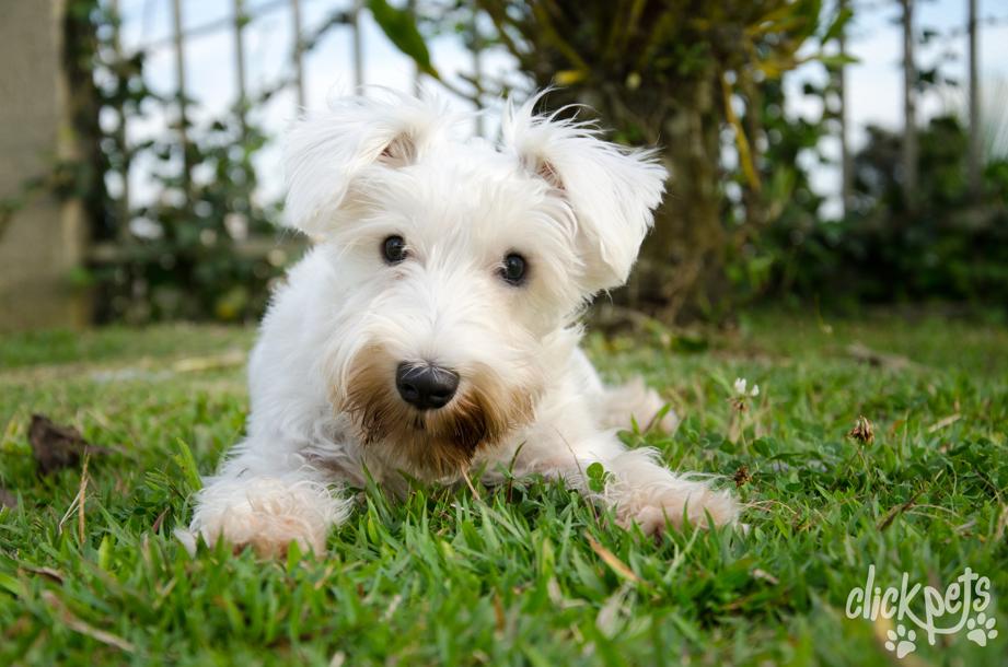 Ensaios fotográficos voltados para animais de estimação são um dos serviços oferecidos para pet. | Divulgação