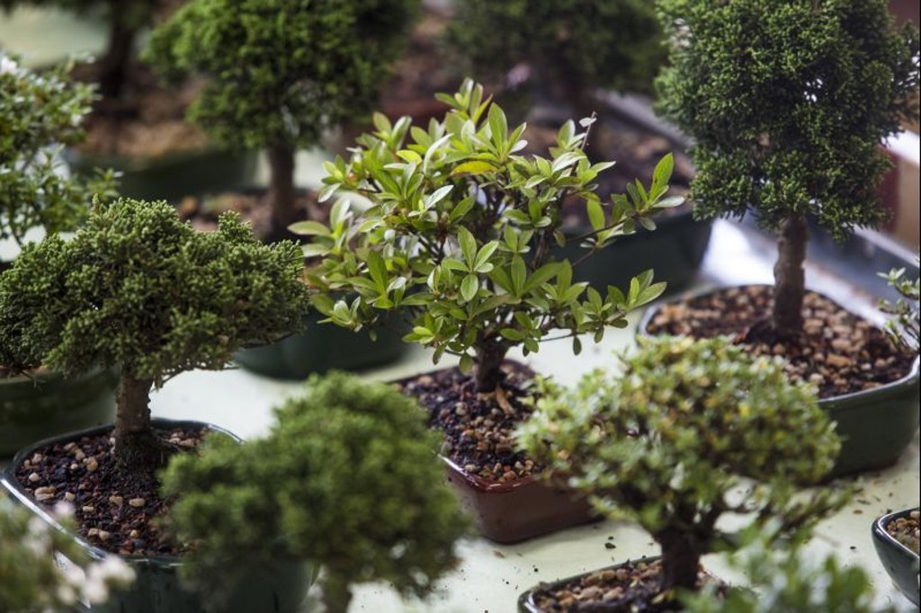 Saiba como cuidar de um bonsai em casa ou no apartamento