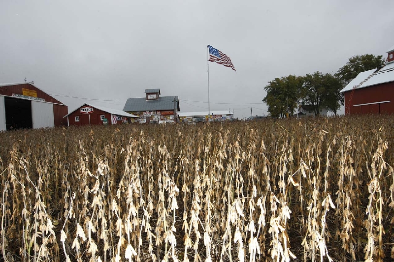 Interrupção da colheita valoriza a soja em zonas chuvosas | Jonathan Campos/ Gazeta Do Povo