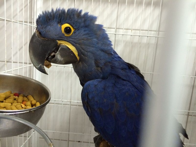 Animal foi batizado como Blu | Divulgação/Prefeitura de Curitiba