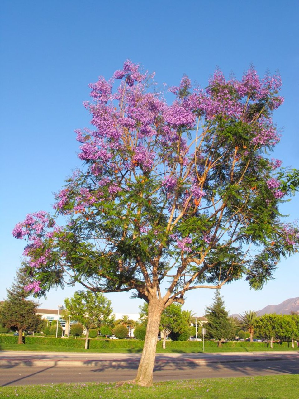 Os jacarandás que colorem a África