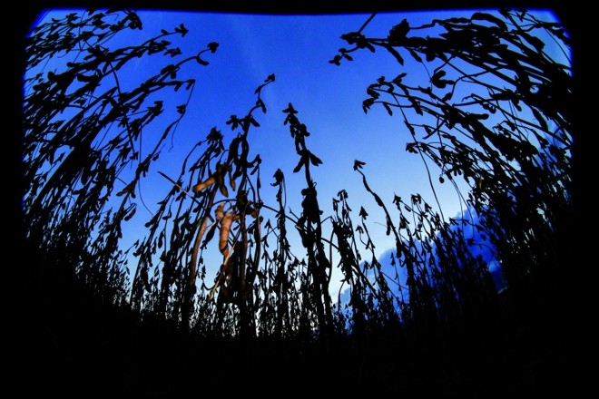 País do Hemisfério Norte teve safra cheia nesta temporada, o que lhe permitiu participar mais do mercado internacional, roubando do Brasil a liderança no fornecimento do grão no mundo. |