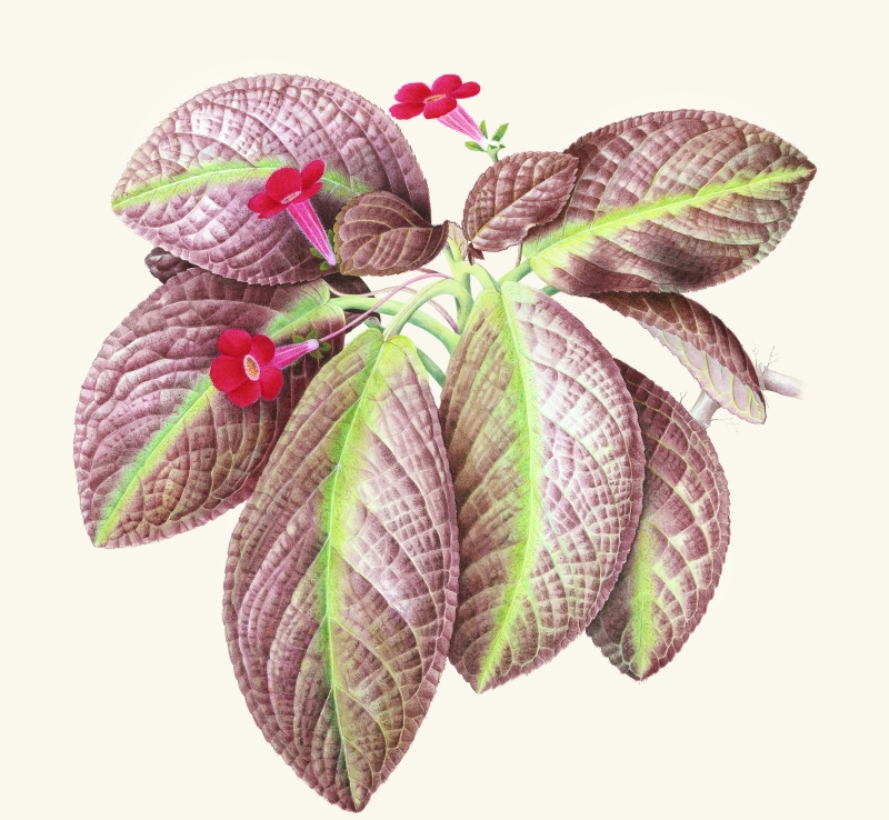 Imagem da episcea cupreata, uma das ilustrações do livro. | Divulgação