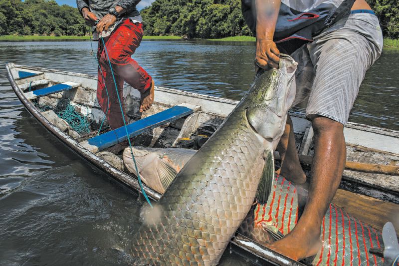 Pescadores da Amazônia sobrevivem da pesca do pirarucu, um dos maiores peixes de água doce | Mauricio Lima para The New York Times
