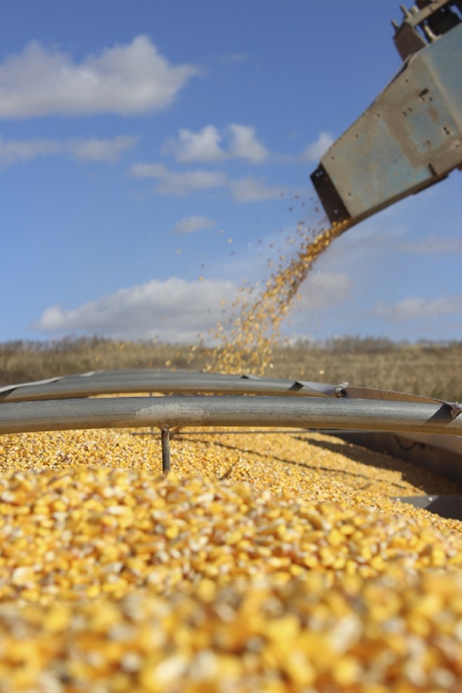 Entrada da safra norte-americana no mercado global compete com o milho brasileiro | 