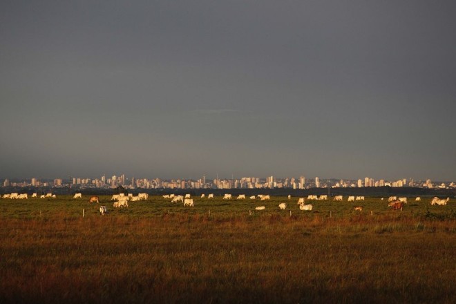Gado em Campo Grande. Capital do estado que é o segundo maior criador de bovinos do país está cercada de nelores. | 