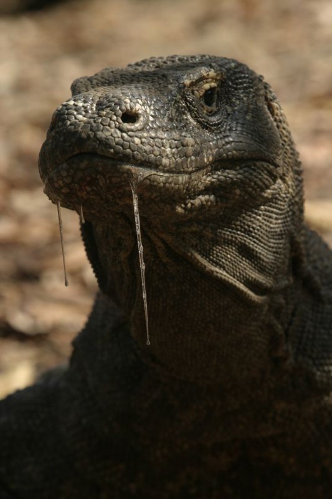 Parque Nacional de Komodo: Dragão de Komodo |