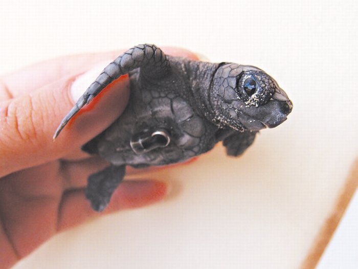 Filhote de tartaruga-cabeçuda equipado com minitransmissor de dados | Rebecca Scott