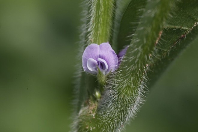 Flor da safra. Soja plantada em setembro começa a florescer e logo vai encher vagens com boa umidade. | 