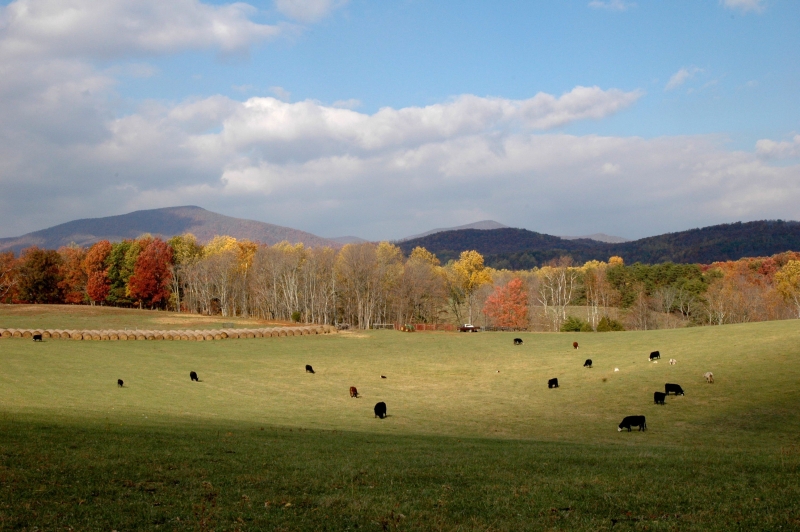 Planeat trata das consequências ambientais da dieta onívora (enquanto a ONU defende sustentabilidade da alimentação vegana) | Divulgação