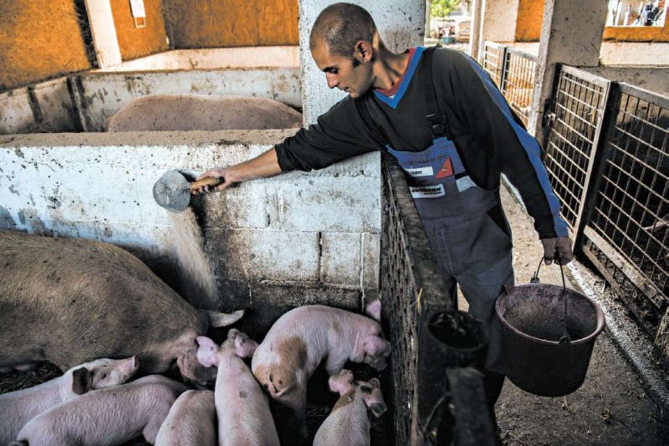 Hungria tenta combater o desemprego através de projetos de obras públicas, como essa fazenda estatal de porcos em Halmaj | Akos Stiller para The New York Times