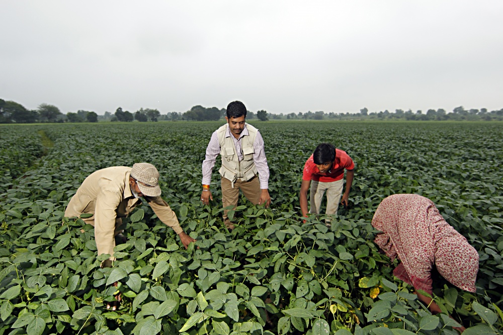 Lavouras do país atendem basicamente mercado de óleos comestíveis. | Albari Rosa / Gazeta Do Povo