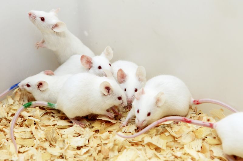 O uso de animais em laboratório é controvertido e divide opiniões. Não são poucos os estudantes que se recusam a dissecar bichos | Antônio More / Agência de notícias Gazeta do Povo