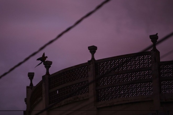 Cadê o tuiuiú? O pássaro símbolo de Mato Grosso do Sul cede espaço às araras em Campo Grande. | 