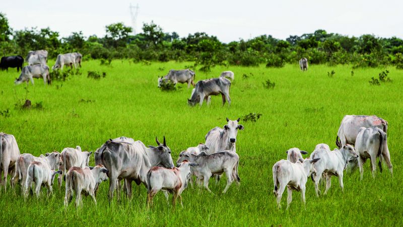 Gado nelore perde espaço para soja no Sul do Brasil, mas ocupa pastagens renovadas no Cerrado do Centro-Oeste | Daniel Castellano/gazeta Do Povo