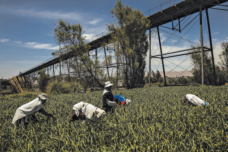 Muitas pessoas ainda atribuem a Ponte de Ferro e a Igreja de San Marcos, no Peru, a Gustave Eiffel | Meridith Kohut /The New York Times