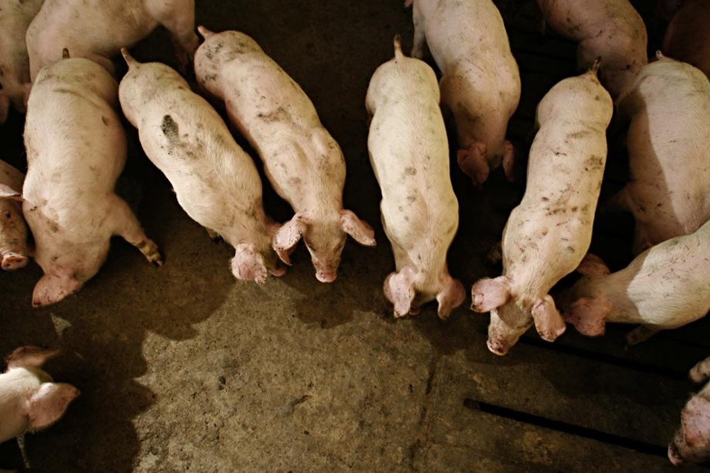 Atividade voltou a gerar boa remuneração aos produtores.