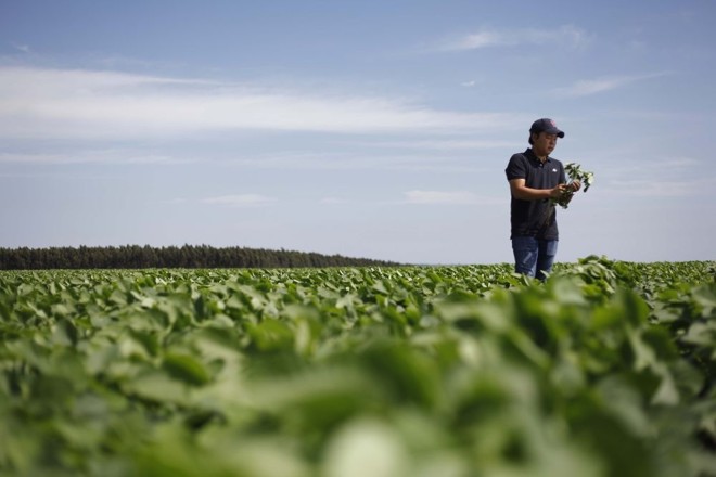 Fase de cuidados. O produtor Victor Kodan, de Naviraí, monitora lavoura plantada após a seca. | 