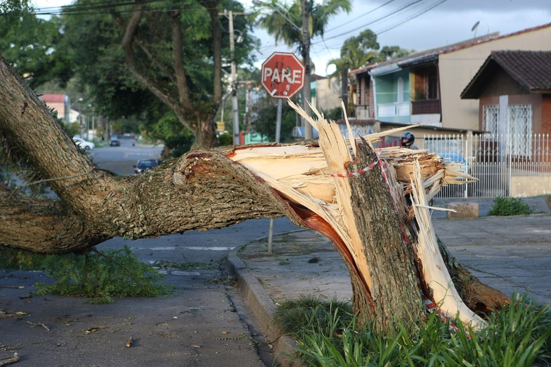 Árvores quebradas sobre a rede e descargas elétricas respondem por metade dos desligamentos na capital paranaense | Ivonaldo Alexandre Gazeta do Povo