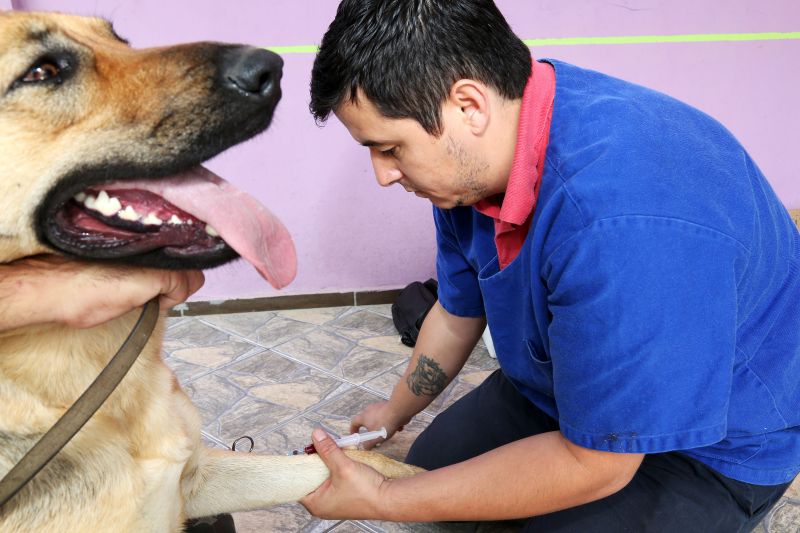 Somente cães de grande porte e saudáveis podem ser doadores | Jaelson Lucas/SMCS