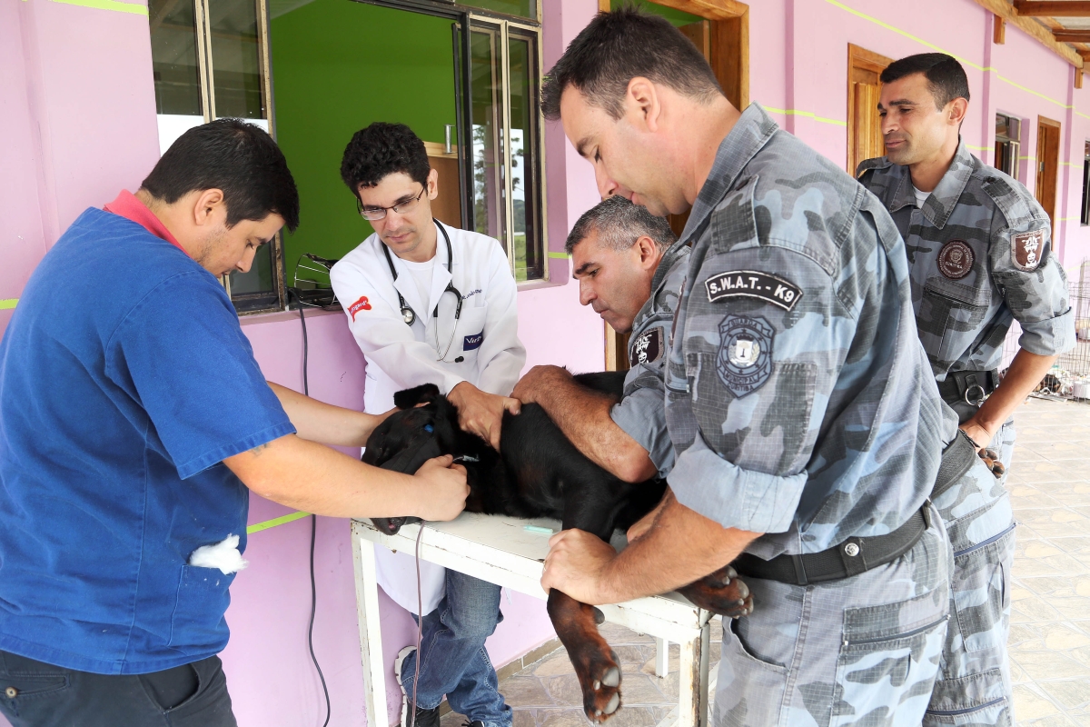 Rottweiler Fred doa material para o banco de sangue canino | Jaelson Lucas/SMCS/Divulgação