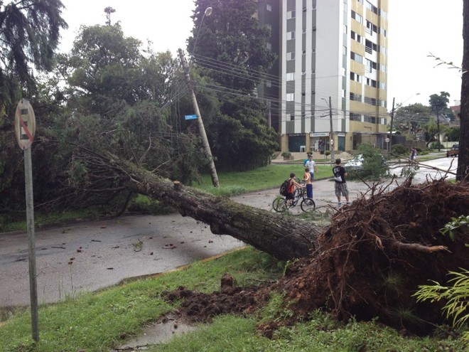 Rua Nicarágua, logo após a queda de uma árvore neste domingo (28). |