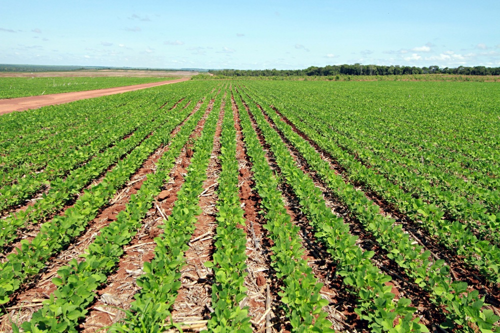 Plantio foi interrompido durante um mês, numa demonstração de que a safra enfrenta risco climático. | Foto: Christian Rizzi/gazeta Do Povo