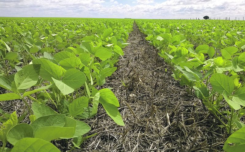 Lavouras de soja do Oeste da Bahia evoluem com boa umidade e prometem produtividade melhor que a da temporada passada | Divulgaa§a£o