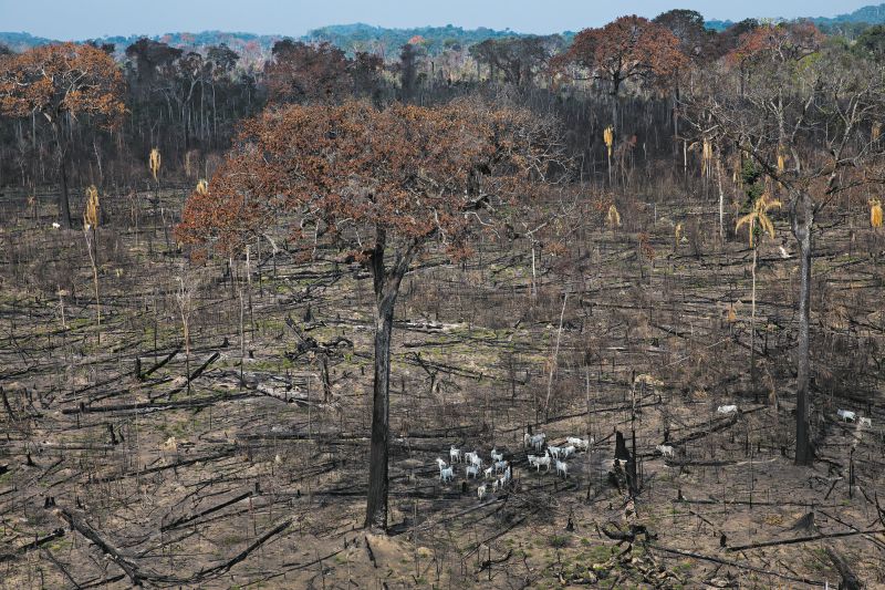 Brasil, em crise econômica, quer explorar seus recursos naturais. Área ilegalmente desmatada da floresta tropical | Lalo de Almeida para The New York Times