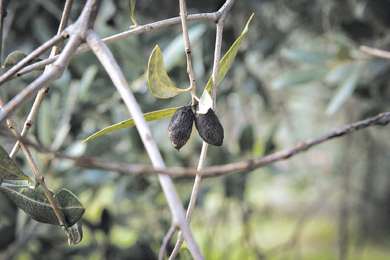 Moscas da fruta, juntamente com outros problemas, diminuíram a produção da azeitona italiana em 35 | Gianni Cipriano/The New York Times