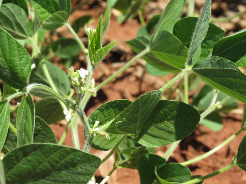 Lavouras em início de florescimento dependem de chuva para formação de vagens e enchimento de grãos. | Foto: Josa© Rocher/gazeta Do Povo