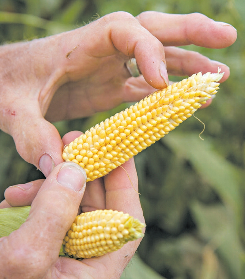 Antiga variedade de milho, com espiga pequena, promete sabor | Dennis Chamberlin para The New York Times