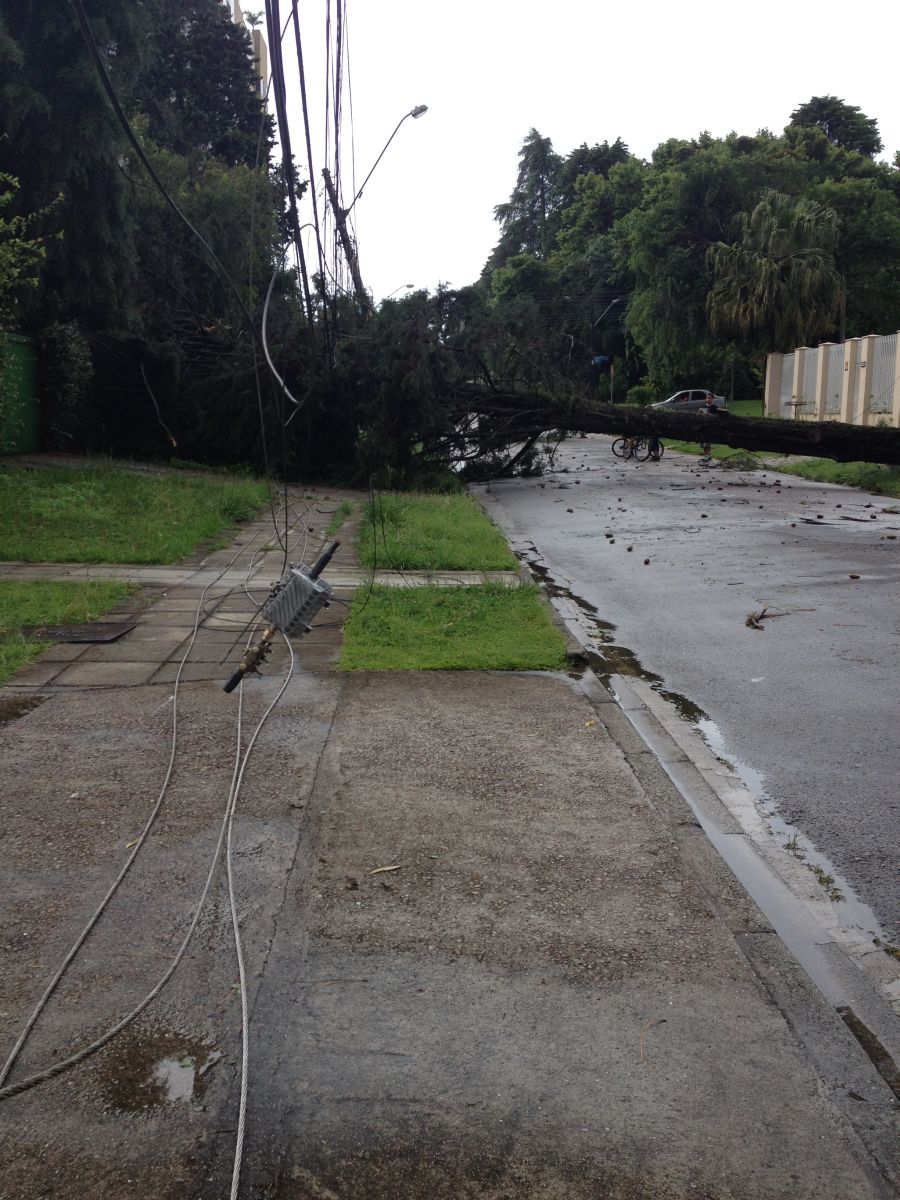 Rua Nicarágua, logo após a queda de árvores neste domingo (28). | Roberto Herrera/Arquivo pessoal