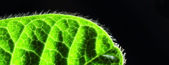 Pesquisadores mapeiam a soja e conseguem enxergar a genética da planta como uma rede eletrônica, que pode ter características selecionadas | 