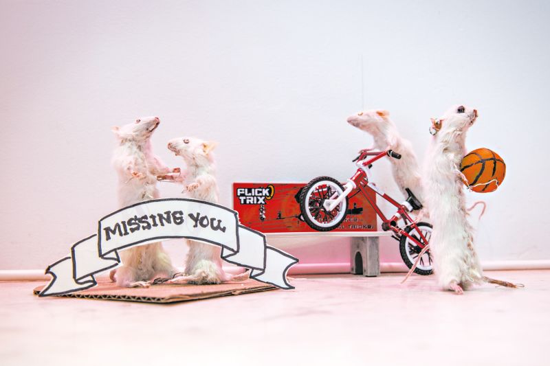 Depois do curso, Alison Raleigh fez um quadro usando ratos brancos adquiridos de fonte eticamente correta | Tony Cenicola/The New York Times