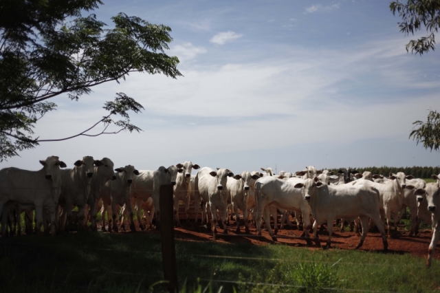 Preço do boi gordo subiu 22% em um ano . No campo, cotação da arroba chega a R$ 140 no Paraná | Jonathan Campos / Gazeta Do Povo