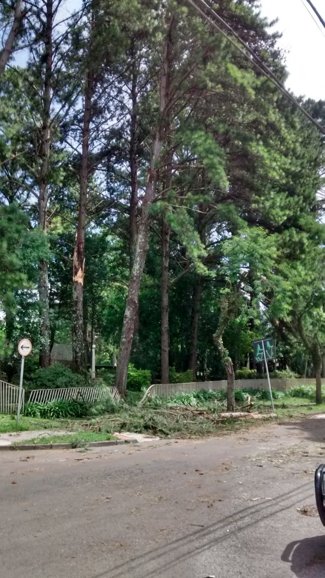 Trecho da Rua Nicarágua, onde há várias árvores consideradas condenadas pelos moradores. A vizinhança tem medo que nova chuva possa derrubá-la. |