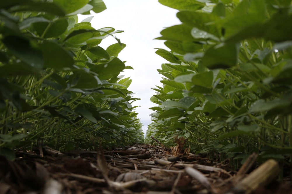 Soja começa a fechar a lavoura em Nova Mutum, no maior centro de produção do Brasil. | Jonathan Campos/gazeta Do Povo