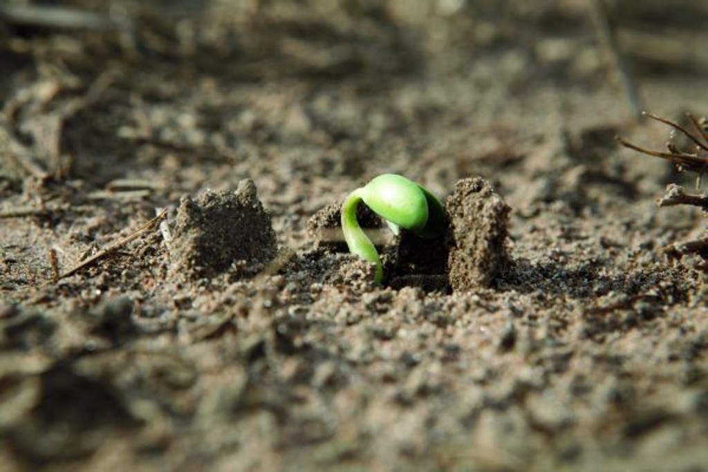 Soja RR foi divisor de águas para agricultura brasileira, facilitando o manejo de plantas daninhas por sua tolerância ao glifosato