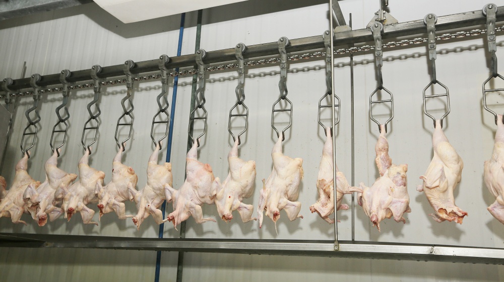Produção recorde de carnes como o frango ajudaram a impulsionar PIB agropecuário. | Giuliano Gomes / Gazeta Do Povo